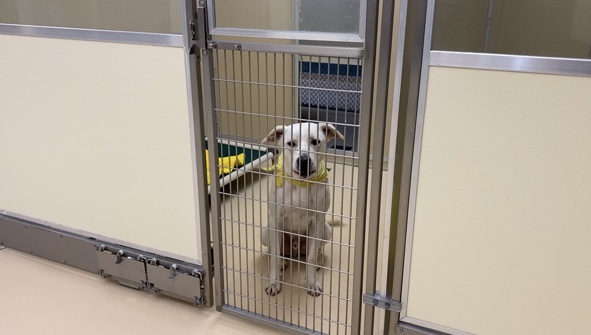 Pocatello Animal Services hosting dog adoption event at Massacre Rocks