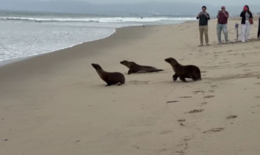 Three sea lions make their way to the ocean after a couple of months of care.
