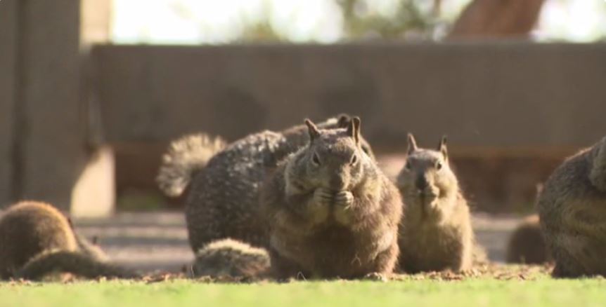 Santa Monica city officials are urging people to stop feeding the squirrels at Palisades Park due to a swelling population and potential environmental concerns.