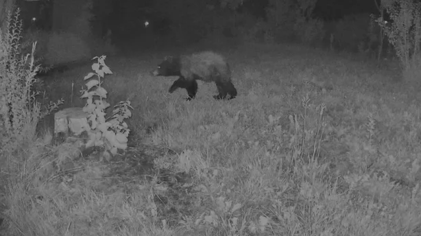 There have been hundreds more bear sightings this year compared to last year.