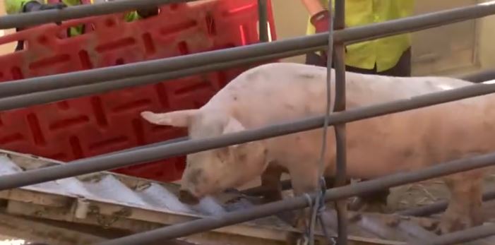Westbound Interstate 80 lanes in Placer County are shut down after a big rig carrying pigs overturned