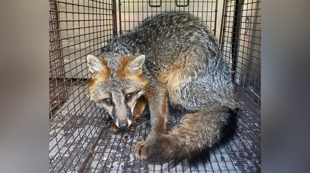 A fox was found in the bathtub of a Pittsburgh home after it likely used the cat door to let itself in.