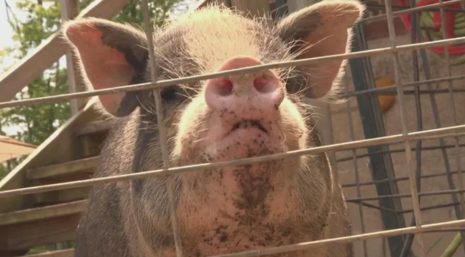 About 80 pigs were rescued from a Rostraver Township home.