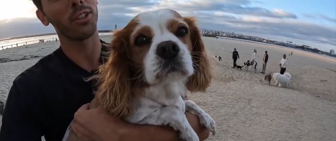 Justin Voeller's 8-year-old Cavalier King Charles Spaniel