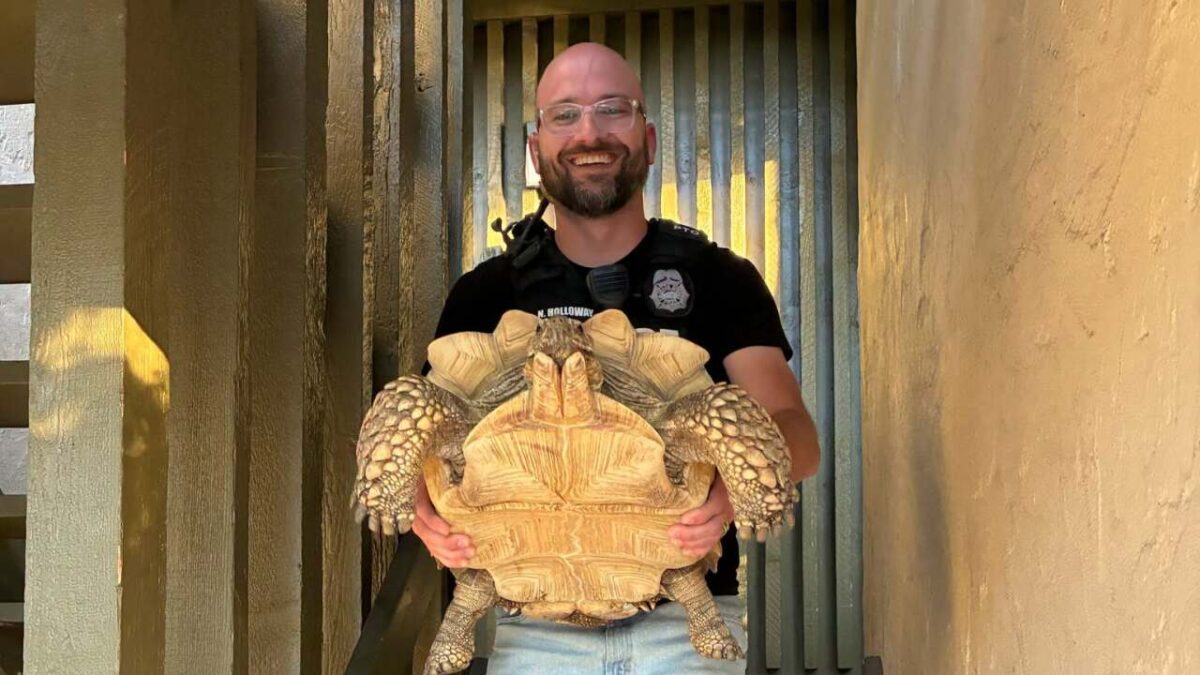 A Colorado Springs business says their longtime resident tortoise that was allegedly stolen Wednesday night is now home safe