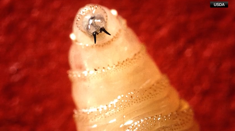 Oklahoma officials are ready to respond after the USDA confirmed the presence of New World screwworm in Texas for the first time in 50 years.