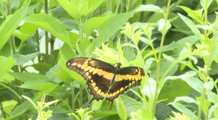 One hundred butterflies were released Wednesday at Jefferson Farm