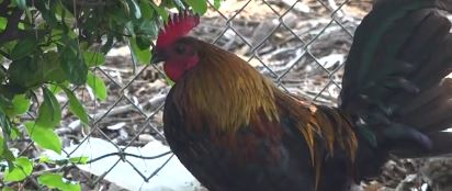 Chickens are a common sight in the Yuba-Sutter region — wandering neighborhoods