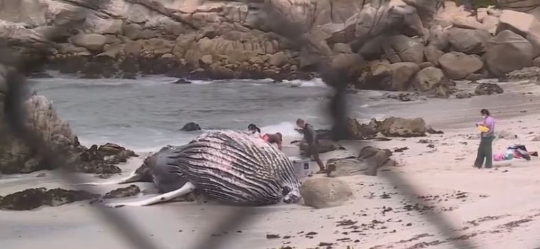 A dead juvenile humpback whale washed ashore near Hopkins Marine Station in Pacific Grove