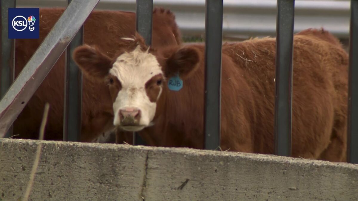 Utah County deputies investigated cattle theft near Goshen Bay; four cows were stolen.
