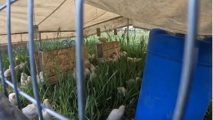 While farms across the state are trying to figure out how to work with limited water from the lack of snowpack