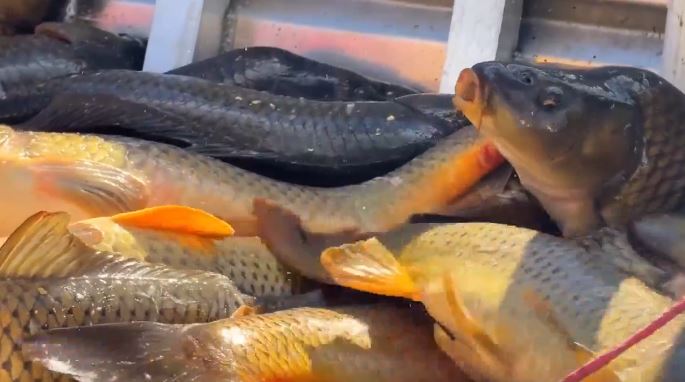 Utah Lake Authority officials said the change comes after years of watershed restoration projects and removing nearly 30 million pounds of invasive carp and reducing toxic Polychlorinated Biphenyls (PCBs) — man-made industrial chemicals used in industrial and electrical equipment — found in carp.