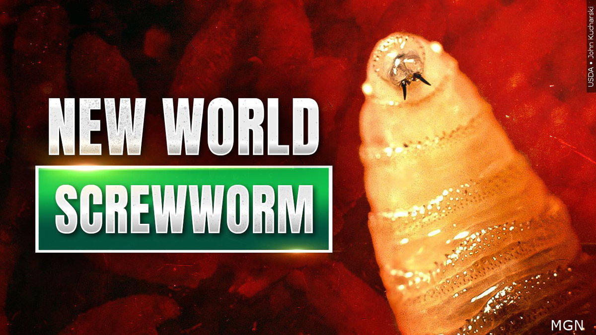 Idaho imposes new animal entry requirements after New World screwworm detection