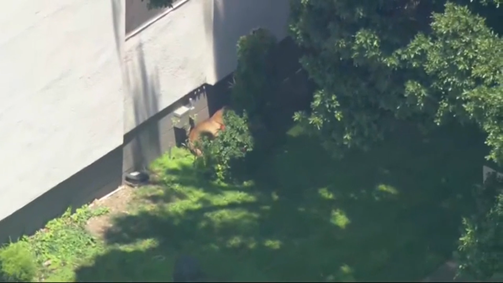 A mountain lion sighting rattled the Old Town Pasadena community Friday afternoon