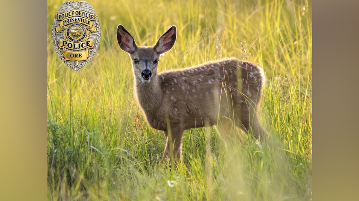 Deer disrupt traffic in Prineville