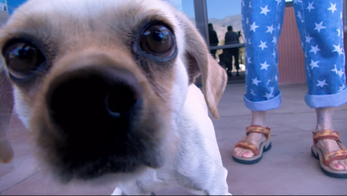 Fees waived for pet adoption fair at Palm Springs Animal Shelter