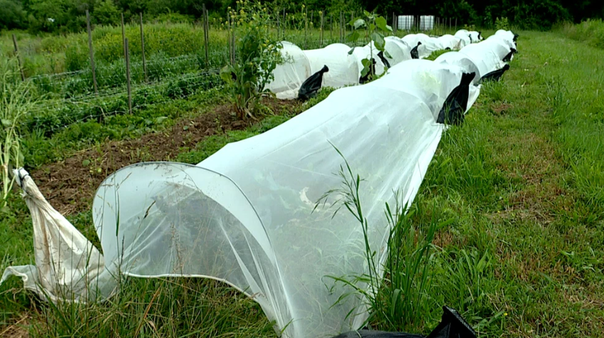 The farm grows herbs