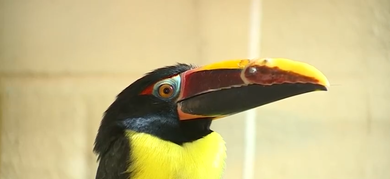 A young bird at the Birmingham Zoo is eating