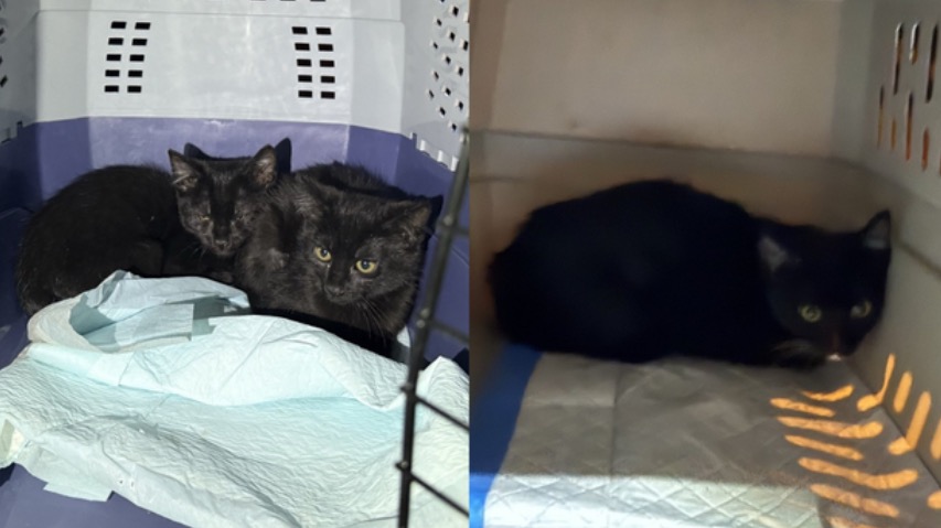 Aurora firefighters say one person was injured in a house fire that trapped six kittens inside.