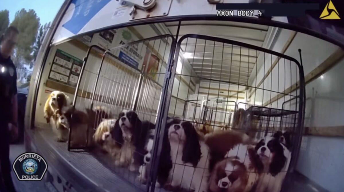 More than 30 dogs were rescued from a box truck and an SUV in Murrieta in May during an animal cruelty investigation