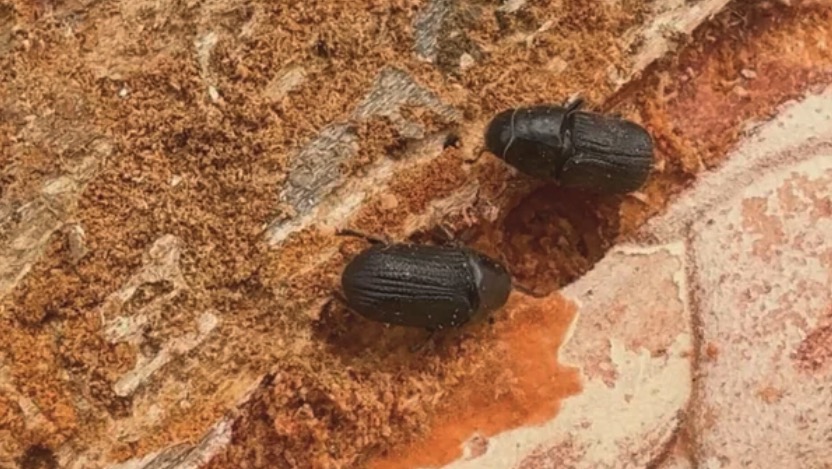 A Colorado nonprofit is working to help landowners fight back against growing infestations of mountain pine beetles and protect their properties from wildfires.