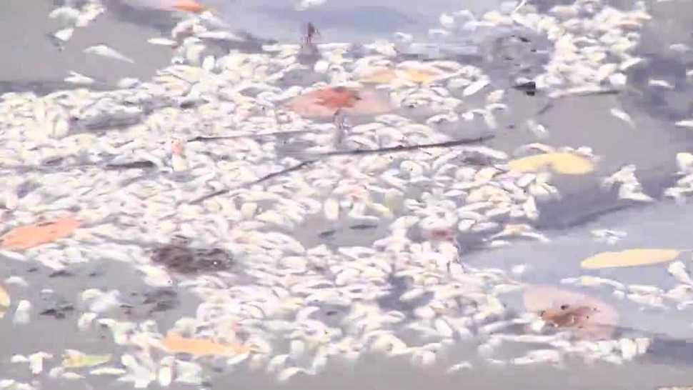 Dead anchovies have been washing ashore at Laishley Park Marina in Punta Gorda