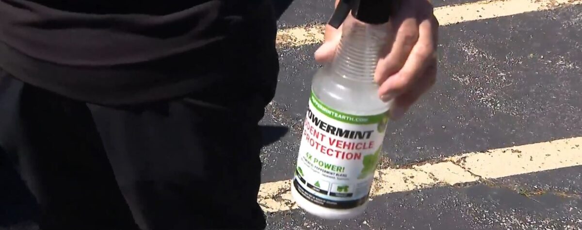 A driver in Carol Stream says a band of hungry squirrels caused nearly $30