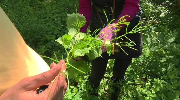 The garlic mustard plant in Cohasset