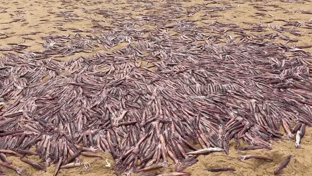 The squid have a lifespan of less than a year