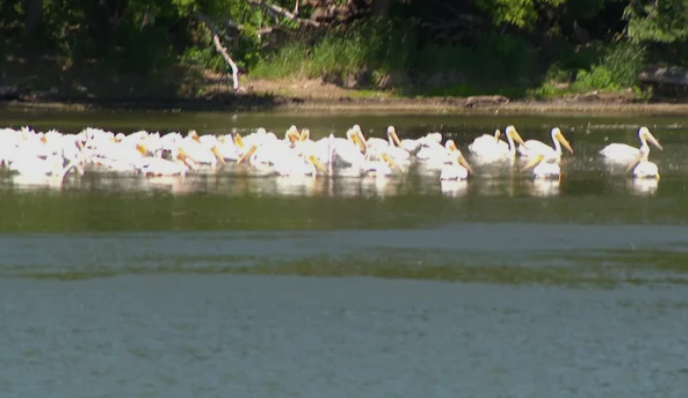 When the birds get together on the water