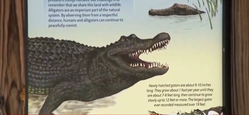 A woman died after being bitten by an alligator while swimming in the Econlockhatchee River near the Barr Street Trailhead in the Little Big Econ State Forest on Sunday afternoon