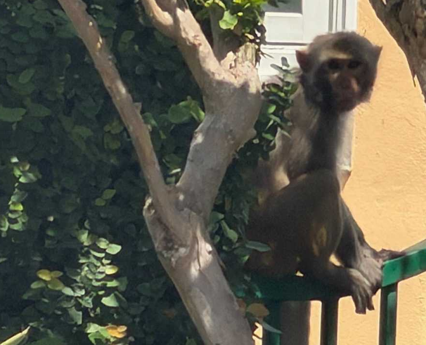 A large monkey – or monkeys – was spotted Thursday hanging out in Mount Dora's Gilbert Park.