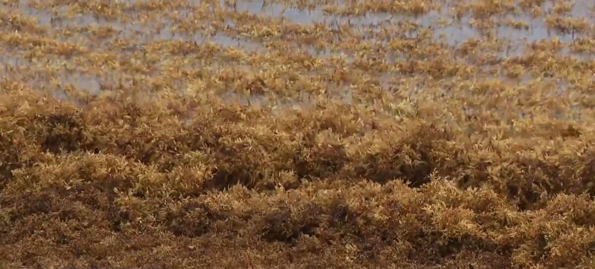 A "tsunami" of seaweed is washing ashore on South Florida beaches