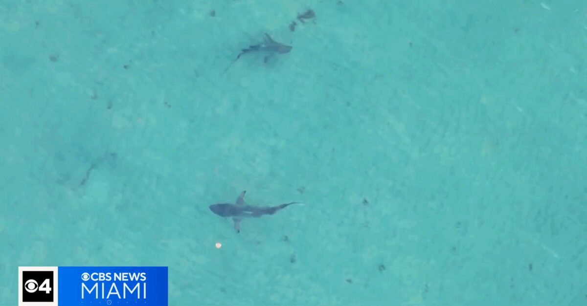 Shark diving operators in South Florida are raising concerns that the Florida Safe Seas Act could wipe out their industry.