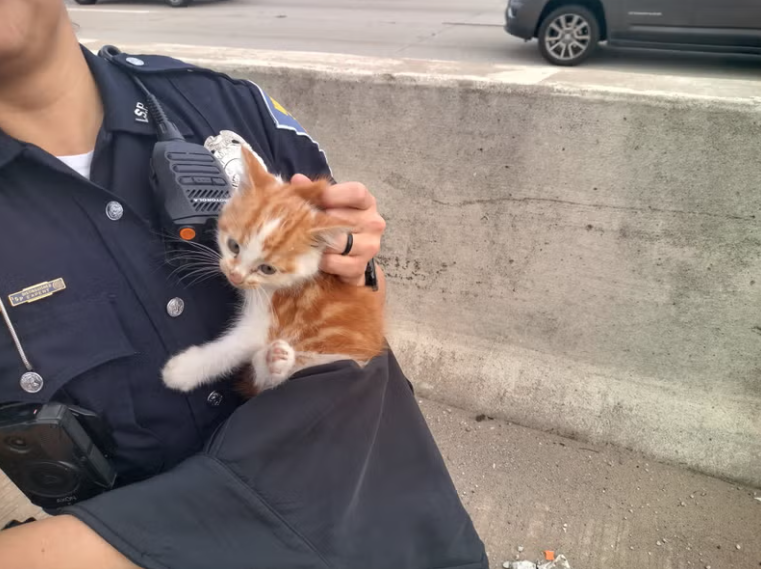 Police confirmed in the Facebook post that the kitten is safe and has found a new home.