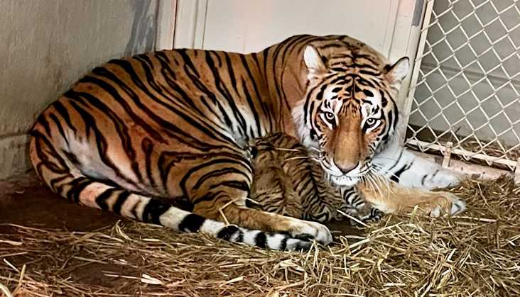 These are the first Amur tiger cubs born there in 22 years.