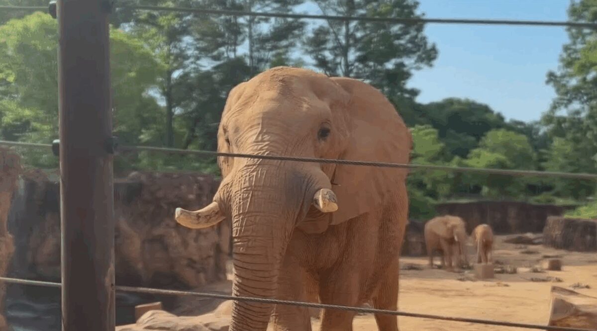 Georgia Tech researchers and Zoo Atlanta are innovating technology to keep elephants healthy.
