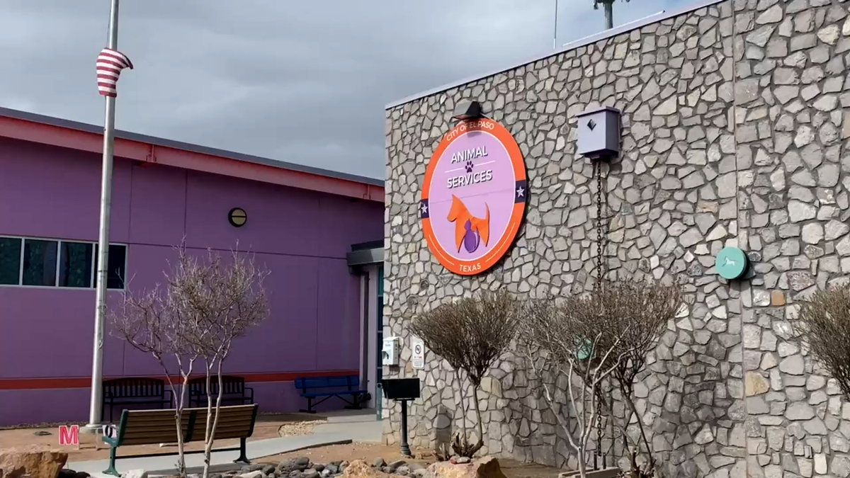 Nearly 600 pets taken into shelter by El Paso Animal Services as 4th of July nears