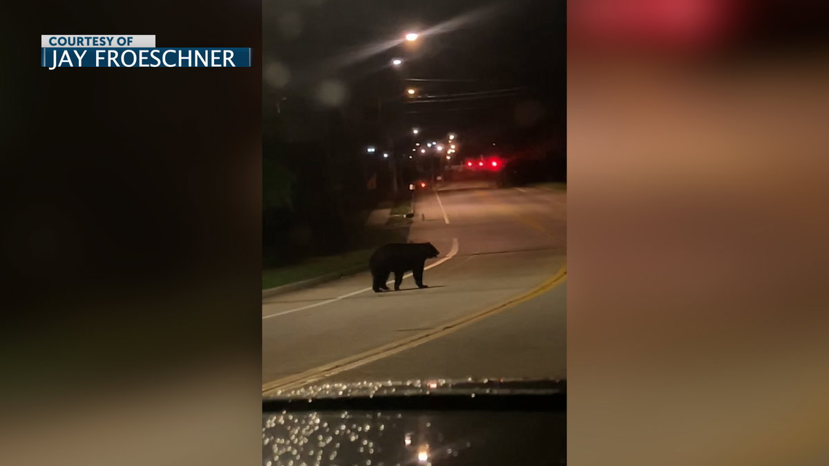 Confirmed black bear sightings in south Columbia