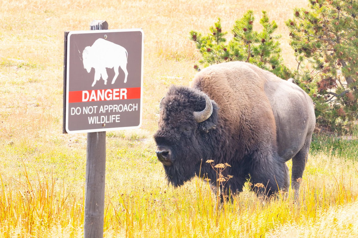 Child injured by bison in Yellowstone National Park