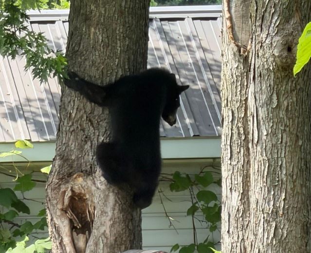 Black bear spotted in St. James