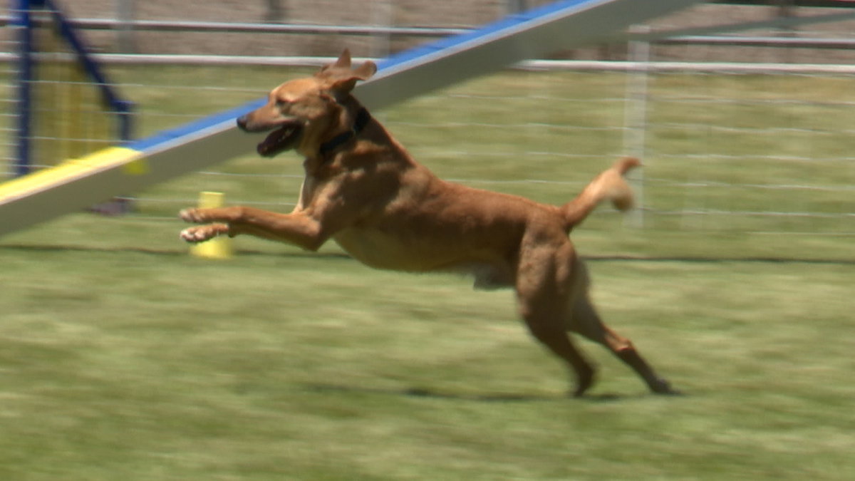 Blackfoot Dog Shows Kick off at Eastern Idaho State Fairgrounds