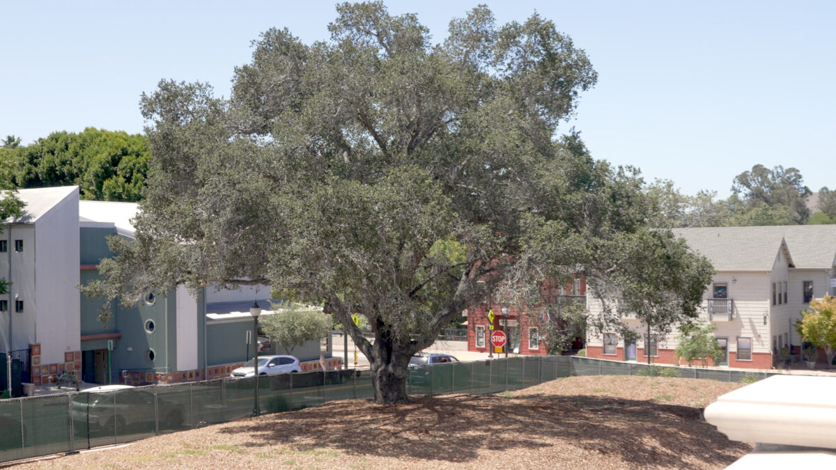Initial plans approved in 2019 for the theater outlined preserving the tree