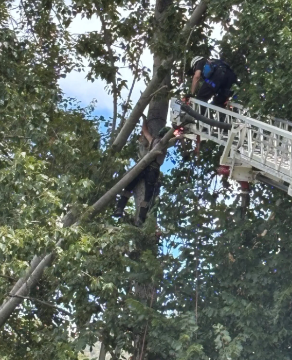 A professional tree climber was rescued after becoming pinned between two trees on June 18.