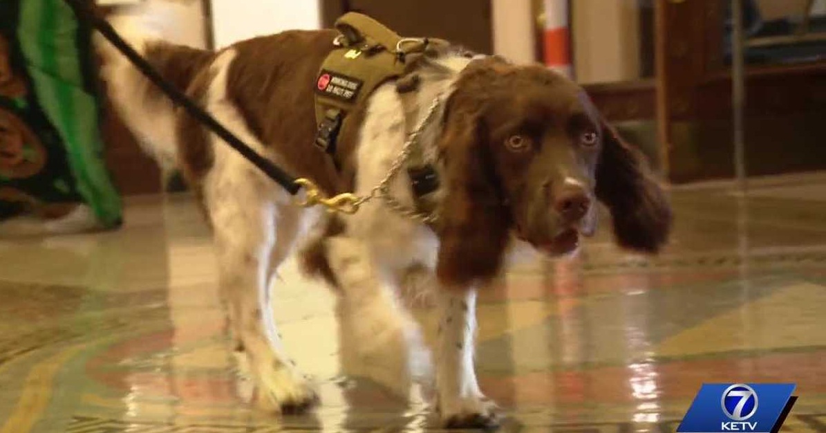 K-9 Bodhi