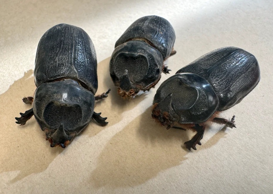 The Hawaii Department of Agriculture and Biosecurity continue its investigation into coconut rhinoceros beetles after three were found dead in traps set up in Waikapu.