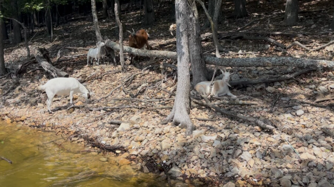 Goat Island is a beloved part of Grand Lake culture.