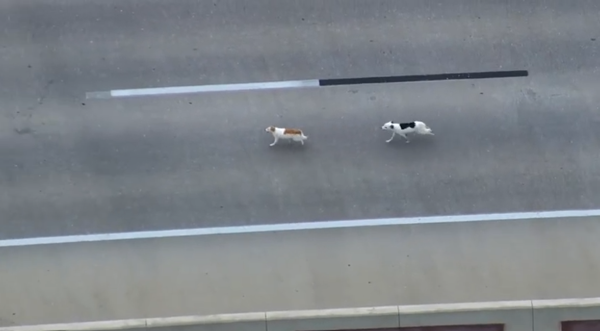 Police were involved in an unusual chase Tuesday morning after a pair of dogs got loose and enjoyed a run on an Oklahoma City highway.