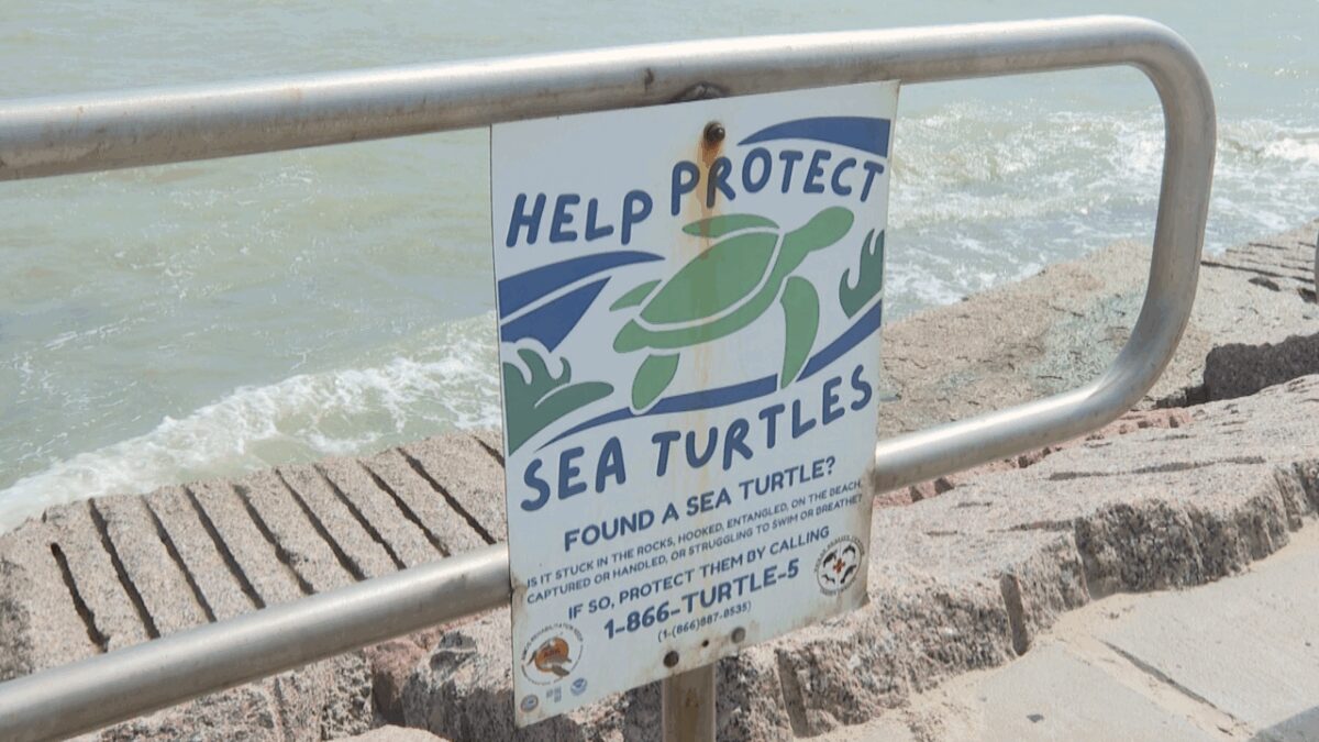 Texas State Aquarium CEO Jesse Gilbert said smaller turtles are especially vulnerable when wind