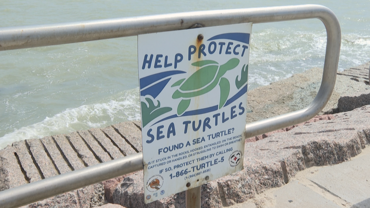 Texas State Aquarium CEO Jesse Gilbert said smaller turtles are especially vulnerable when wind